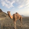 Sa profil fotoğrafı
