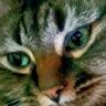 Profilbild von Kimmer-the-Trimmer