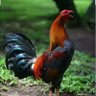 Rooster's profile picture