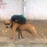 cultura livre por bala desejo's profile picture