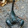 scorpion 的头像