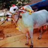 Sudheer dr's profile picture