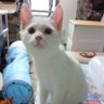 Profilbild von Tomomi