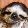 Sloth Life's profile picture
