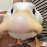 Goomba Bro's profile picture