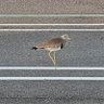 まっさお 的头像