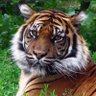 🇺🇸TraysTiger🇺🇸 profil fotoğrafı