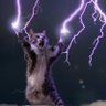 Фото профиля Gato elétrico