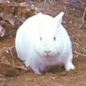 Фото профиля The Rabbit of Caerbannog