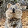 Profilbild von 托托Toto•ᴗ•🐹