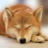 仲野 的头像