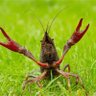 Mudbug2's profile picture