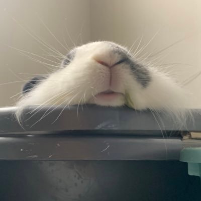 BunnyEggy's profile picture