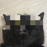 Profilbild von Kit ꑭ Diesel 🕹️