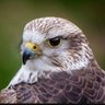 Profilbild von Falcon