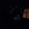 Фото профиля Oğuzhan Yok