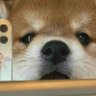 派派。 的头像