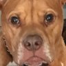 Guard Dog's profile picture