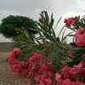 ابوفارس profil fotoğrafı