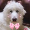 Фото профиля 💕ku-tan💕