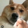 Junior Chicken Enthusiast's profile picture