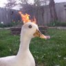 Battleduck profil fotoğrafı