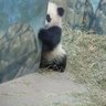 Profilbild von 🐼∞ぱんだ・じ・えんど∞🐼