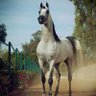 Фото профиля elegant horse