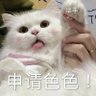 爱涩涩的猫's profile picture