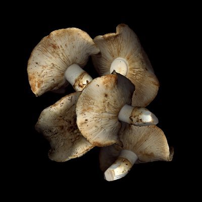 mattsutaaki's profile picture