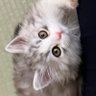 サイベリアンの雪と雨🐱's profile picture