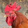 やったるで‼️ ジョニオ 的头像