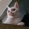 Фото профиля タマネギおっさん