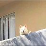 CheeseSauce's profile picture