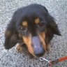 🌻くろちゃん🌻🐶 profil fotoğrafı