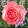 ♣︎9sweetie かえ profil fotoğrafı