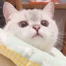 还是吃不下饭's profile picture
