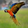Parrot 的头像
