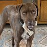 Cado’s Servant profil fotoğrafı