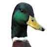Фото профиля Duck Head🦆