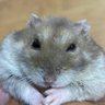 くしくし's profile picture