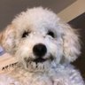 HAMSOLO's profile picture