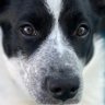 dog lover 24 profil fotoğrafı