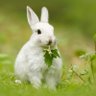Profilbild von Cousin Rabbit