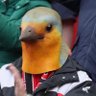 trevor “the robin” harvey profil fotoğrafı
