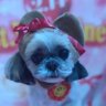 たかぽんぽん's profile picture
