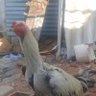 V. d profil fotoğrafı