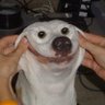Happy Dog 的头像