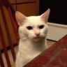бродяга's profile picture