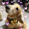 かぷかぷ's profile picture